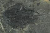 Wide Fossil Horsetail (Sphenophyllum?) Plate - Pennsylvania #368188-1